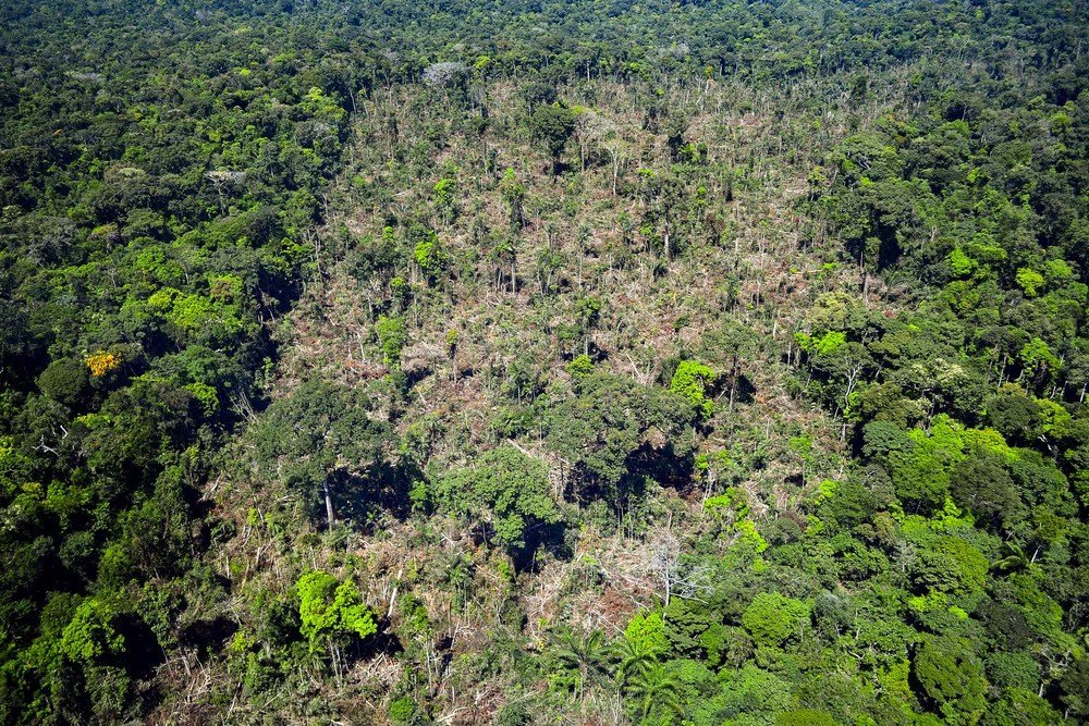 Imagem aérea de floresta na Amazônia, mostrando o topo de dezenas de árvores