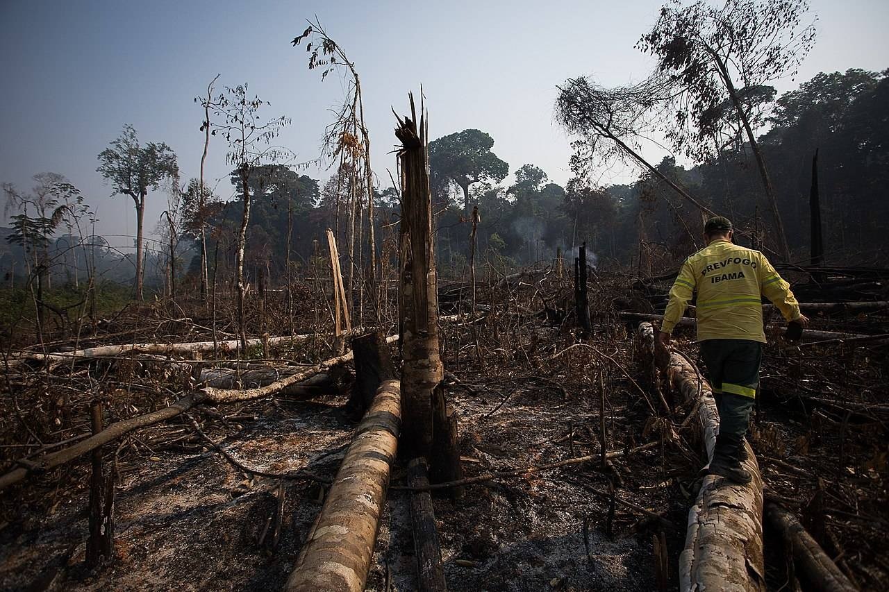 Fiscal do Prevfogo do Ibama anda sobre toras de madeira derrubadas em área desmatada e queimada na Amazônia