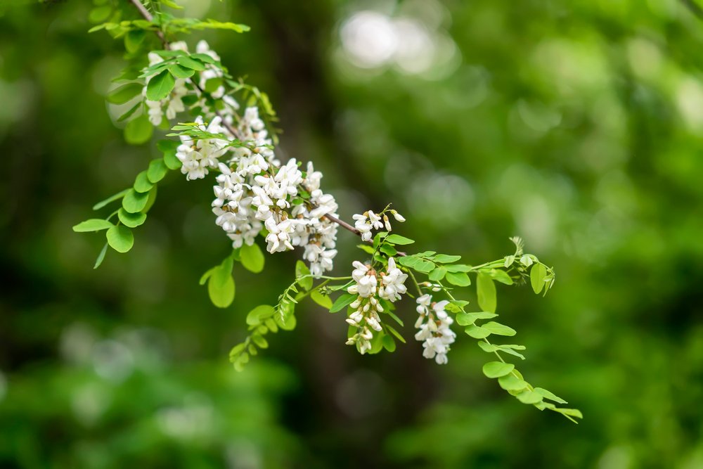 Acácia-branca – Moringa oleifera