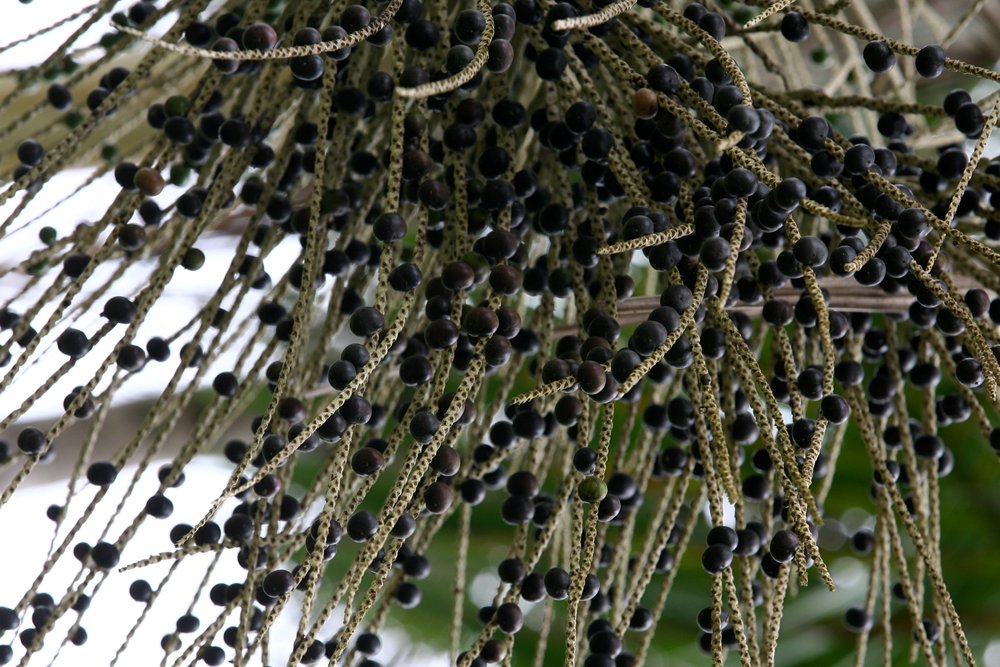 Euterpe oleracea