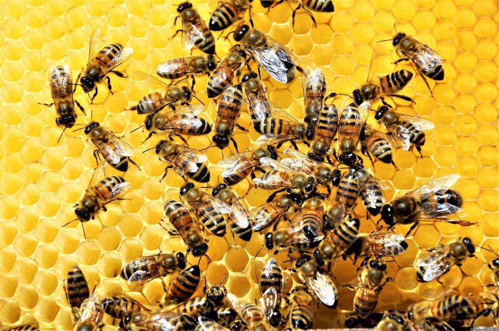 abelhas