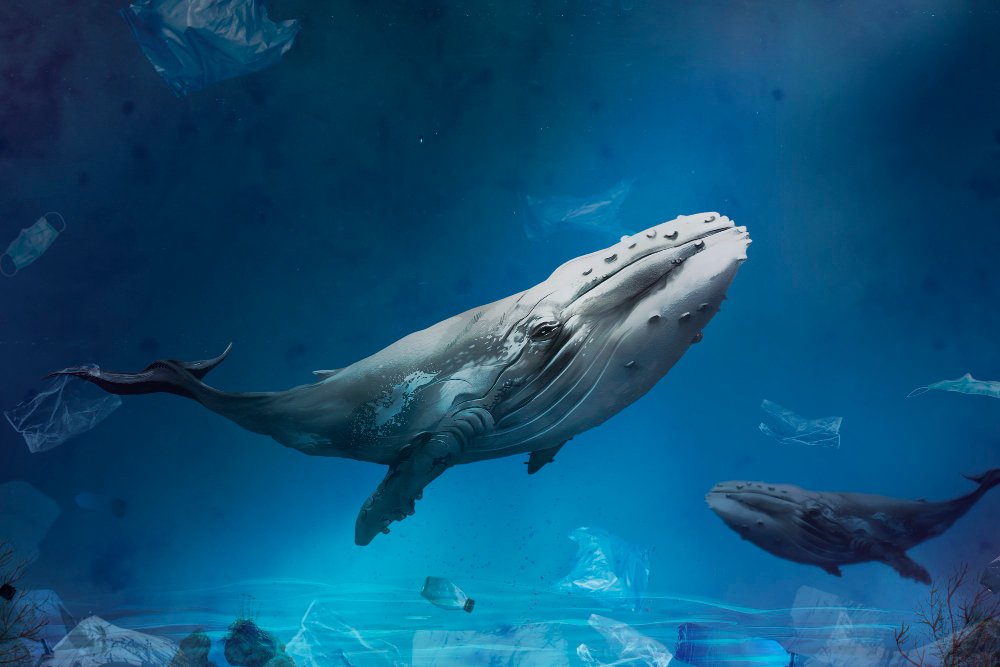 baleia oceano