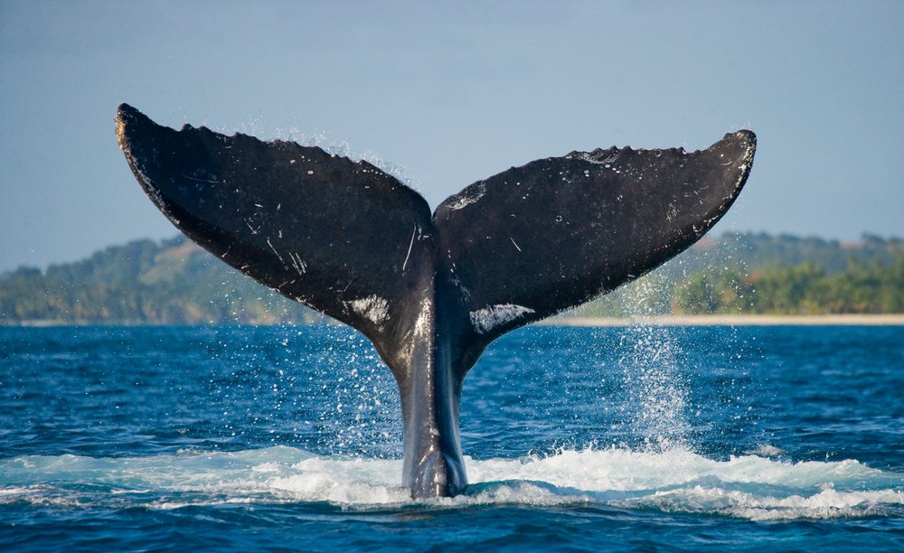 cauda baleia