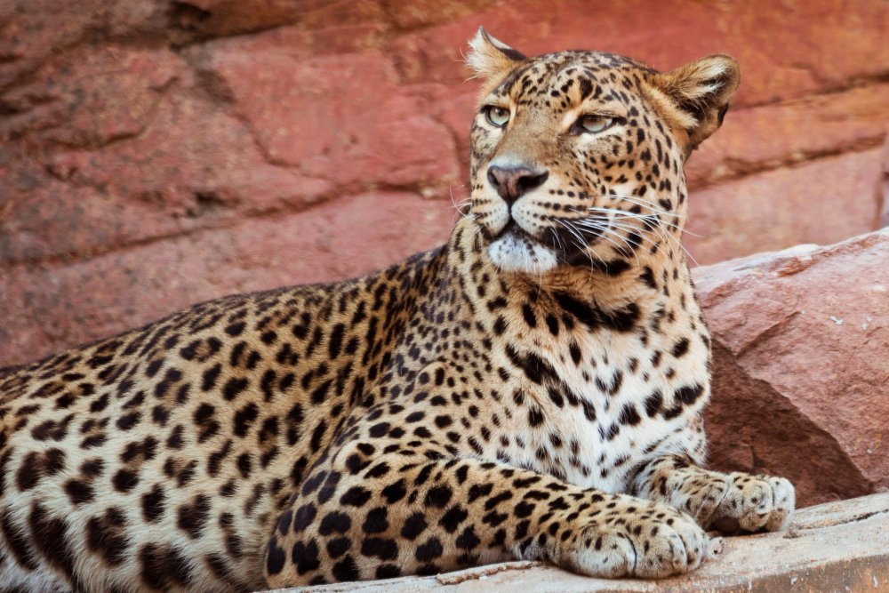 onca leopardo