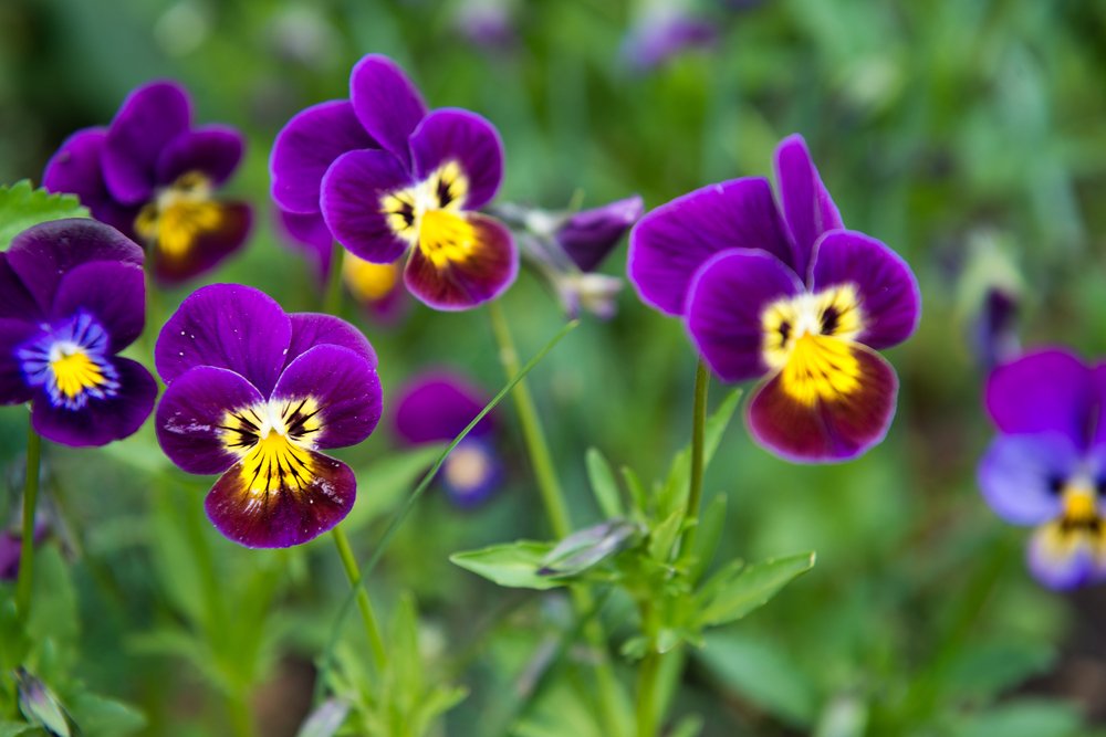 Amor perfeito dos jardins viola tricolor