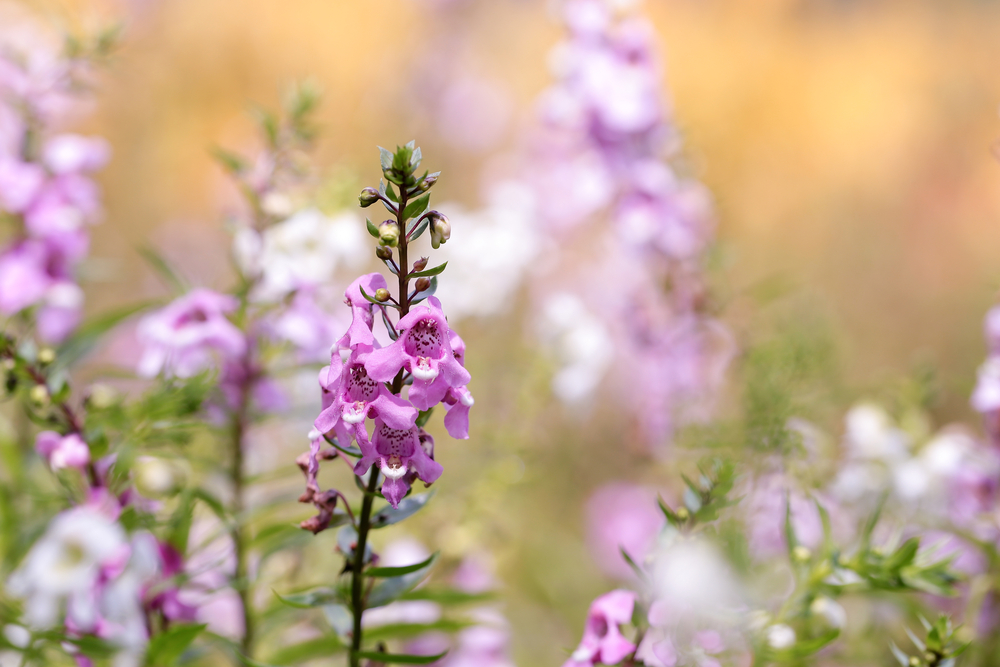 Angelonia angustifolia