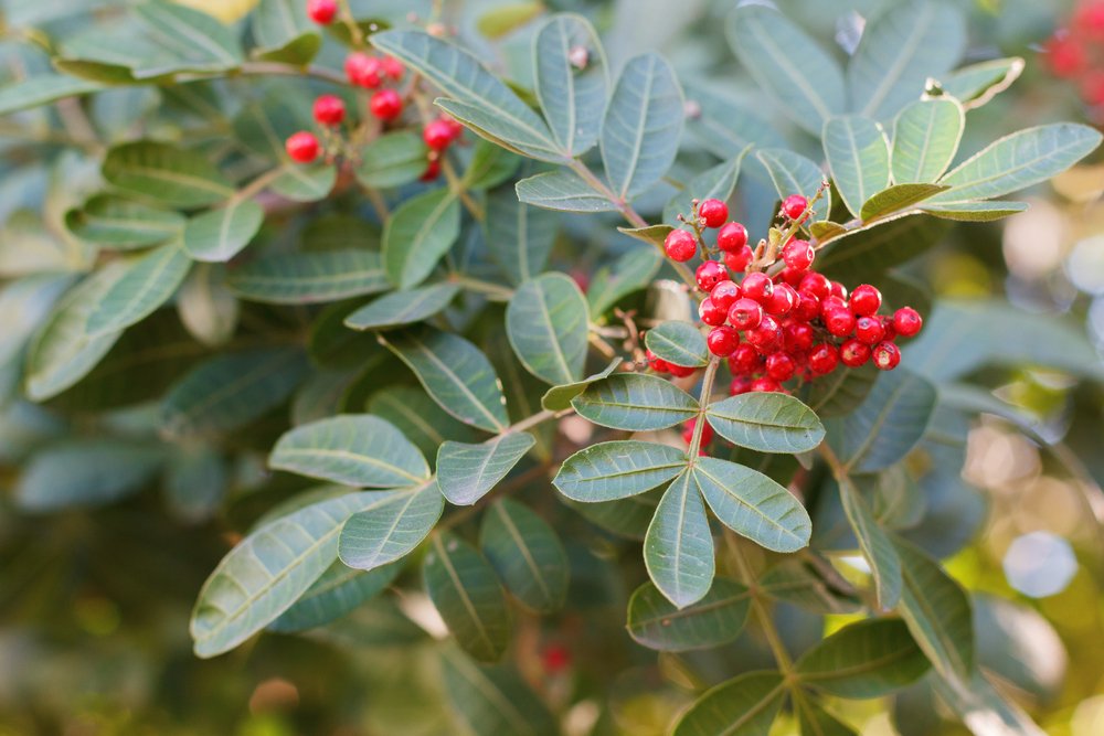 aroeira mansa Schinus terebinthifolius