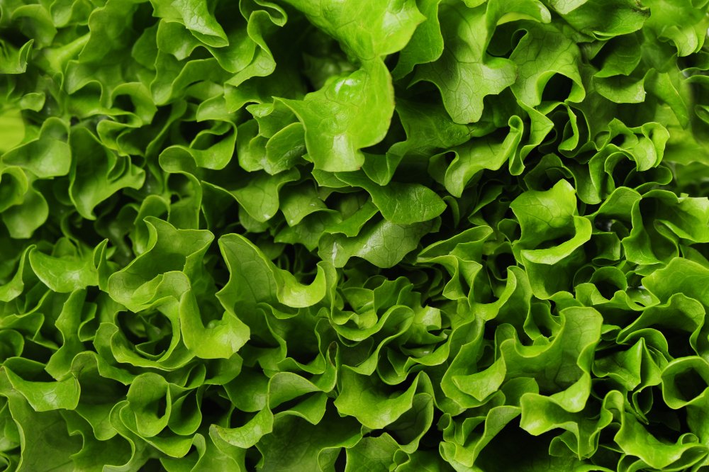 lettuce closeup texture background