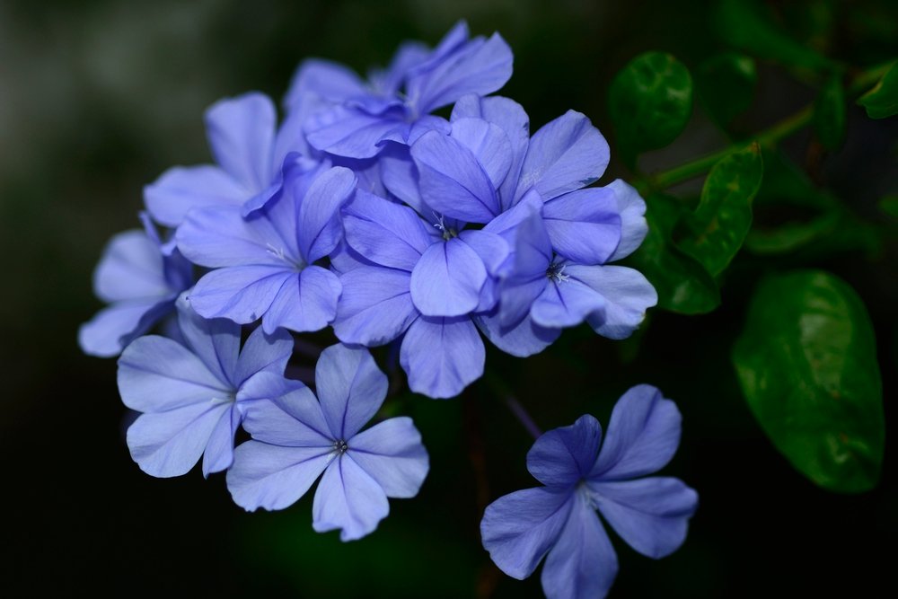 Bela Emilia – Plumbago auriculata flor