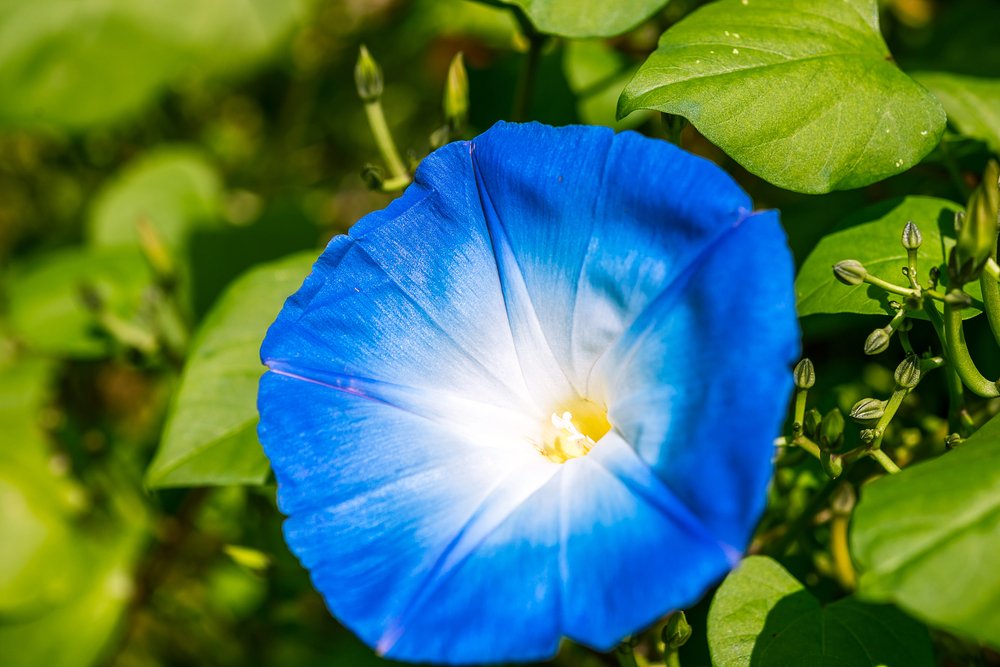 Bela Manha – Convolvulus tricolor flor