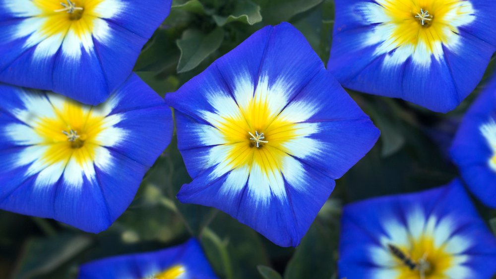 Bela Manha – Convolvulus tricolor