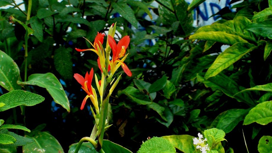 Beri Silvestre – Canna Limbata