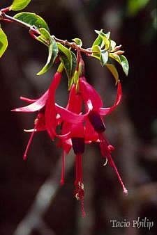 Brinco de princesa – Fuchsia hybrida Curiosidade sobre a Planta