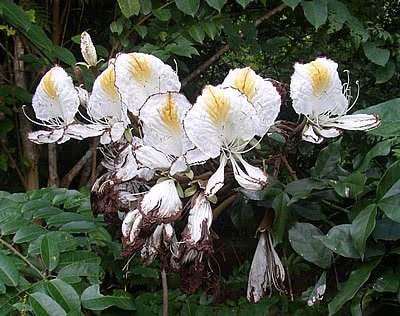 Camoensia – Camoensia scandens Curiosidade sobre a Planta