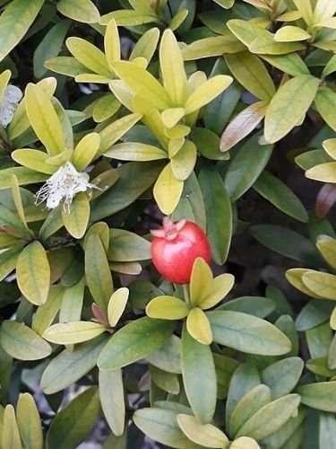 Cerejeira ana – Eugenia mattosii Curiosidade sobre a Planta