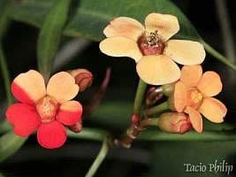 Chiquita bacana – Euphorbia fulgens Curiosidade sobre a Planta