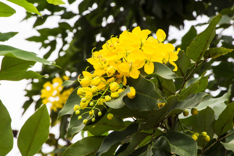 Chuva de ouro – Cassia fistula 1