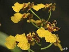 Chuva de ouro – Oncidium sp Curiosidade sobre a Planta