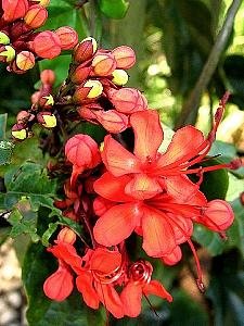 Clerodendro vermelho – Clerodendrum splendens Curiosidade sobre a Planta