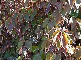 Crista de peru – Acalypha wilkesiana Curiosidade sobre a Planta