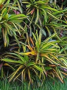 Croton – Codiaeum variegatum Curiosidade sobre a Planta