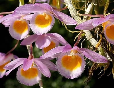 Dendrobio de Loddigesii – Dendrobium loddigesii Curiosidade sobre a Planta