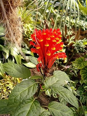 Escutelaria da costa rica – Scutellaria costaricana Curiosidade sobre a Planta