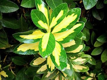 Evonimo – Euonymus japonicus Curiosidade sobre a Planta