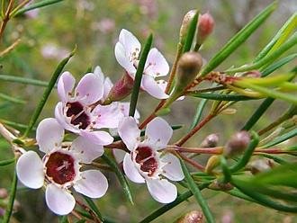 Flor de cera de geraldton – Chamelaucium uncinatum Curiosidade sobre a Planta