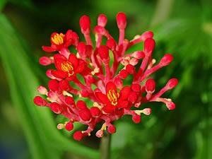 Flor de coral – Jatropha multifida Curiosidade sobre a Planta