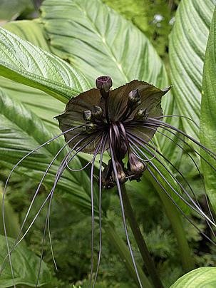 Flor morcego – Tacca chantrieri Curiosidade sobre a Planta