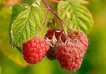 Framboesa – Rubus idaeus Curiosidade sobre a Planta