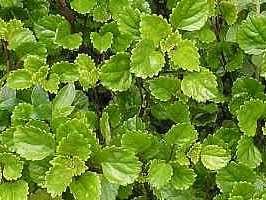 Hera sueca – Plectranthus sp Curiosidade sobre a Planta