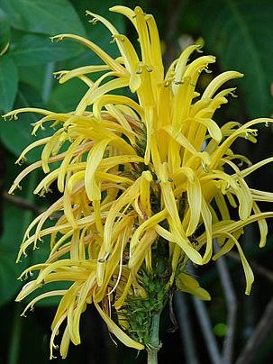 Jacobinia amarela – Justicia aurea Curiosidade sobre a Planta