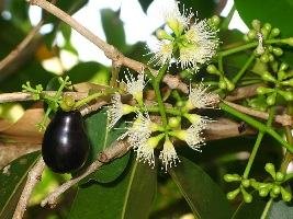 Jambolao – Syzygium jambolanum Curiosidade sobre a Planta