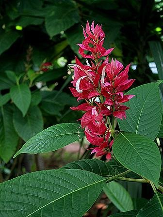 Justicia vermelha – Megaskepasma erythrochlamys Curiosidade sobre a Planta
