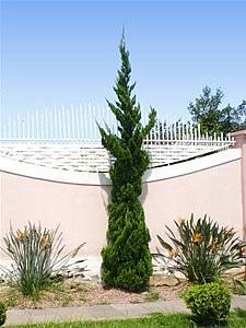 Kaizuka – Juniperus chinensis torulosa Curiosidade sobre a Planta