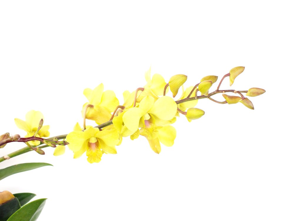 Oncidium sp chuva de ouro