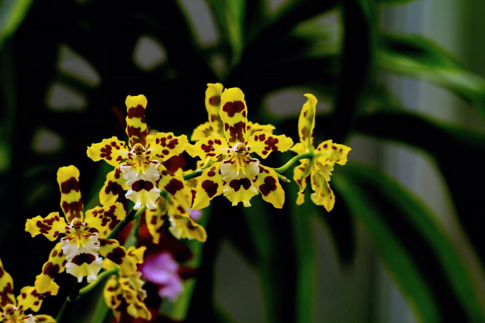 Oncidium sp planta