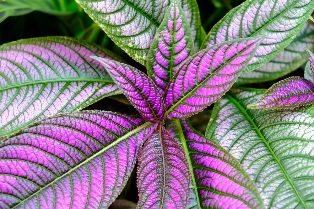 escudo persa Strobilanthes