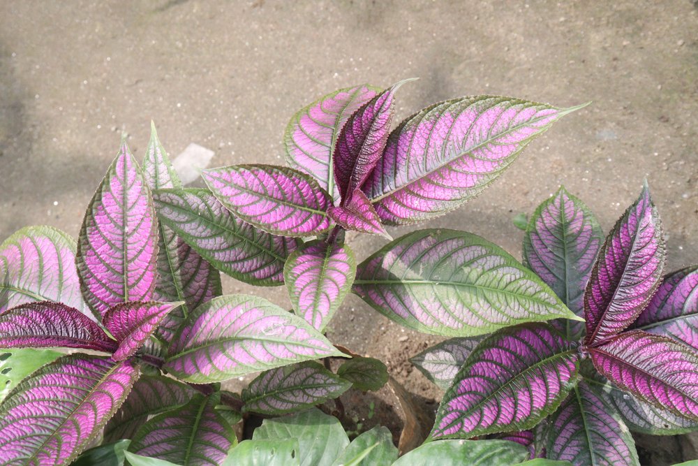 escudo persa planta Strobilanthes dyeriana