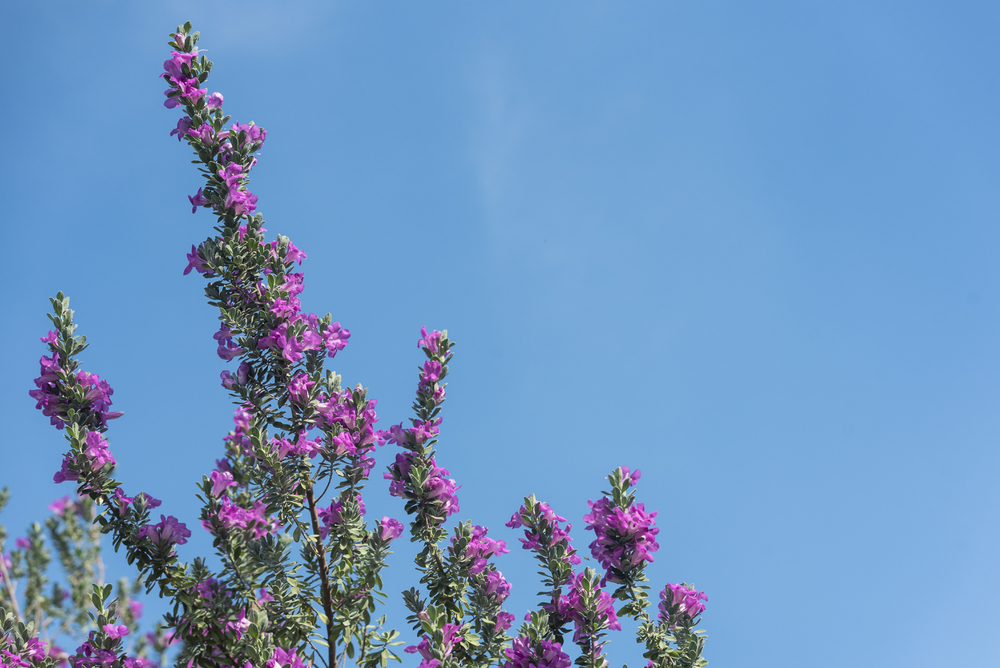 flor Folha de prata – Leucophyllum frutescens