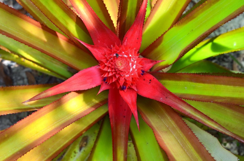 flor Guzmania sp