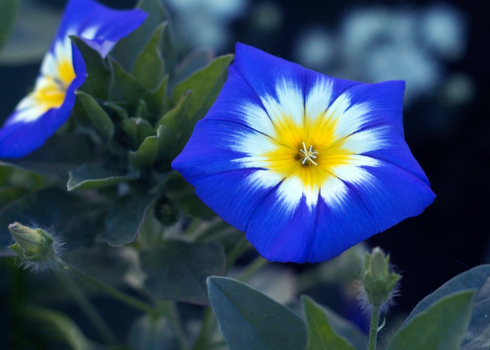 planta Bela Manha – Convolvulus tricolor