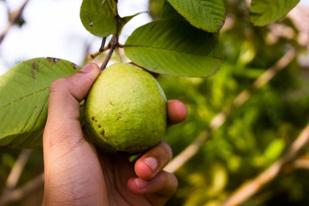 planta Goiaba – Psidium guajava