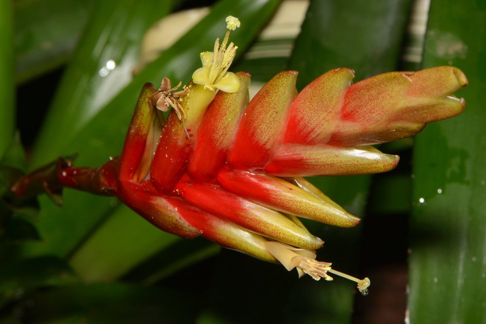 planta Guzmania sp