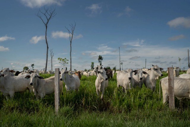 Cabeças de gado pastam em área verde na Amazônia