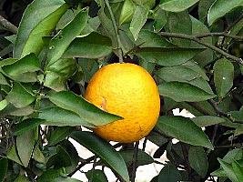 Laranja – Citrus sinensis Curiosidade sobre a Planta