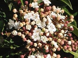 Laurotino – Viburnum tinus Curiosidade sobre a Planta