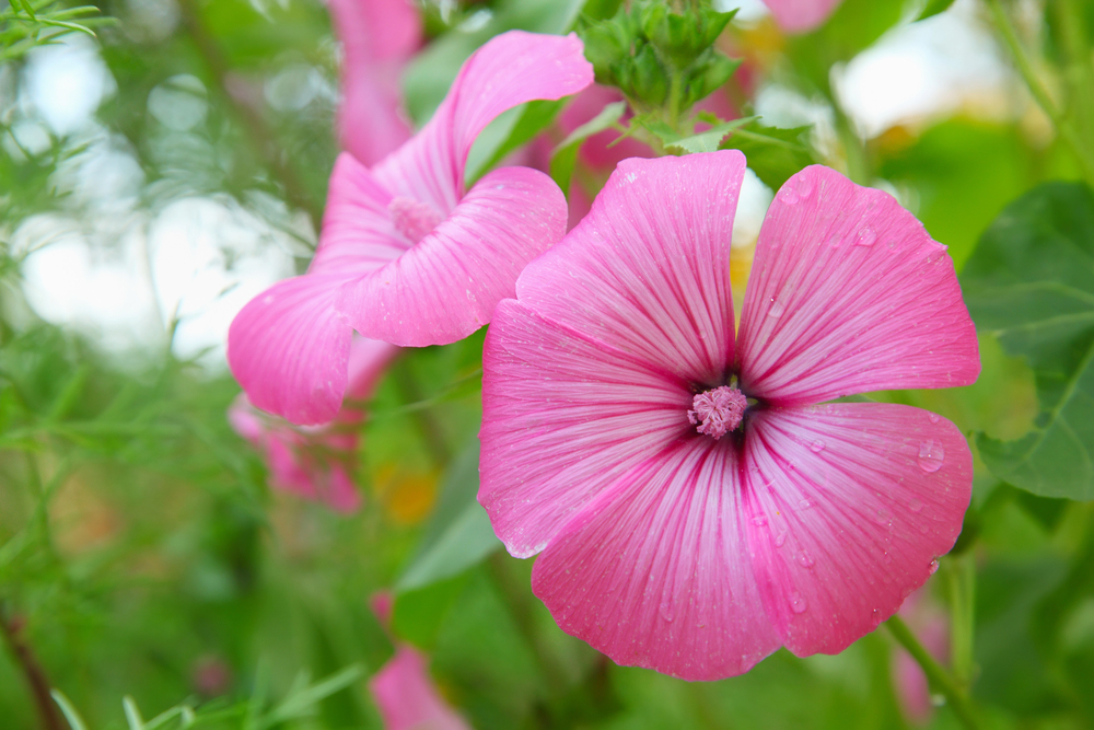 Lavatera de três meses – Lavatera trimestris: Cultivo da Planta